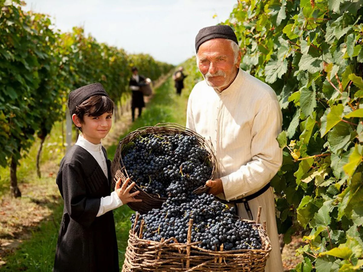 Сбор Винограда в Грузии